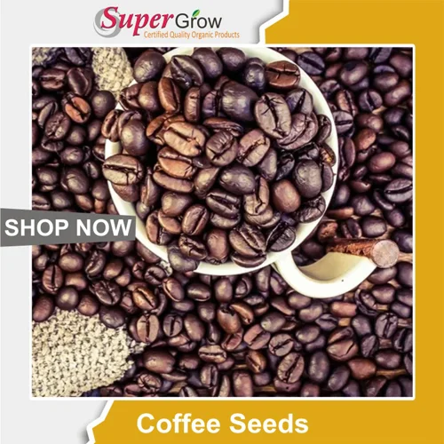 Coffee Seeds کافی بیج فرائی 02